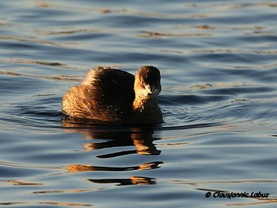 Little Grebe / Lille Lappedykker