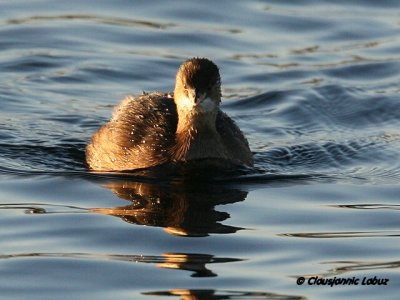 Little Grebe / Lille Lappedykker