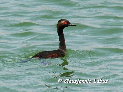 Black-necked Grebe / Sorthalset Lappedykker