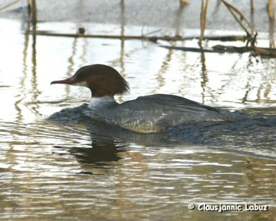 Common Merganser / Stor Skallesluger