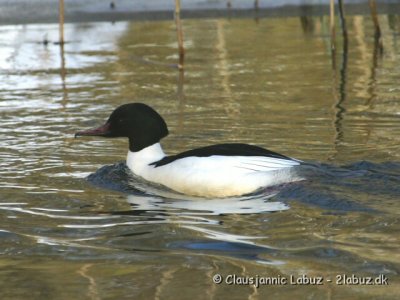 Common Merganser / Stor Skallesluger