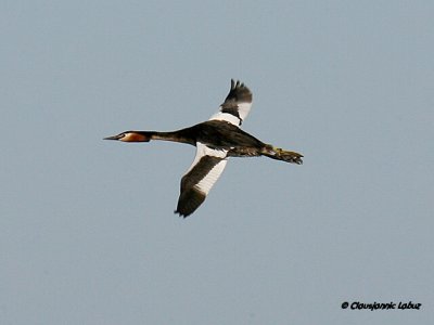 Great Crested Grebe / Toppet Lappedykker
