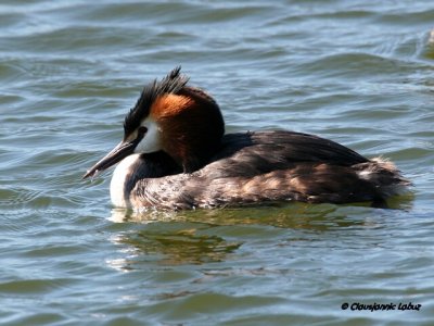 Great Crested Grebe / Toppet Lappedykker