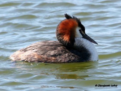 Great Crested Grebe / Toppet Lappedykker