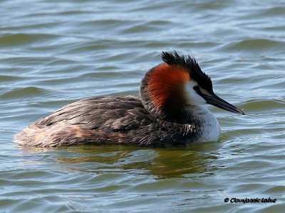 Great Crested Grebe / Toppet Lappedykker