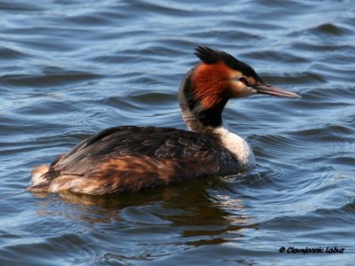 Great Crested Grebe / Toppet Lappedykker