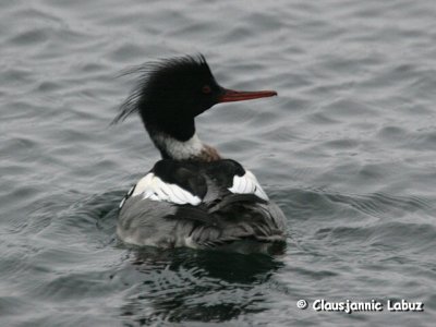 Red-breasted Merganser / Toppet Skallesluger
