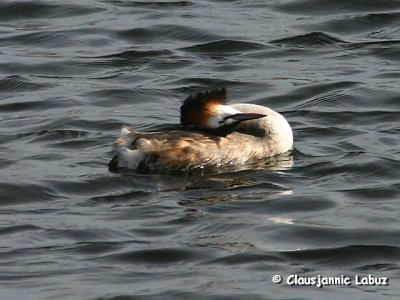 Great Crested Grebe / Toppet Lappedykker