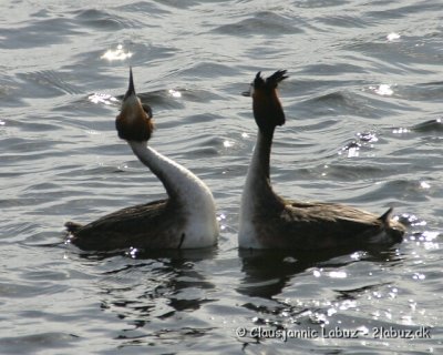 Great Crested Grebe / Toppet Lappedykker
