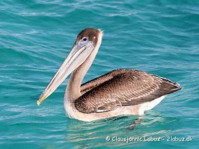Brown Pelican / Brun Pelikan