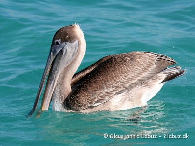 Brown Pelican / Brun Pelikan