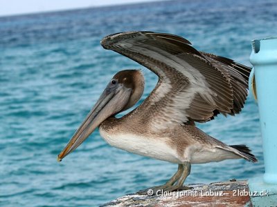 Brown Pelican / Brun Pelikan
