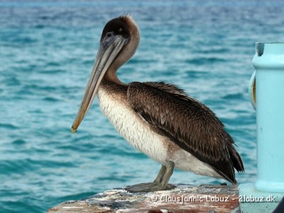 Brown Pelican / Brun Pelikan