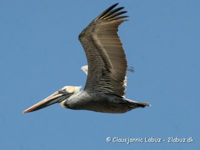 Brown Pelican / Brun Pelikan