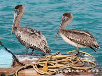 Brown Pelican / Brun Pelikan