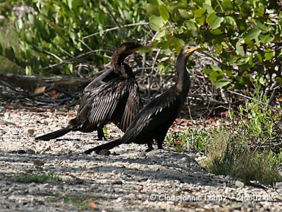 Double-crested Cormorant and Neotropic Cormorant / reskarv og Olivenskarv