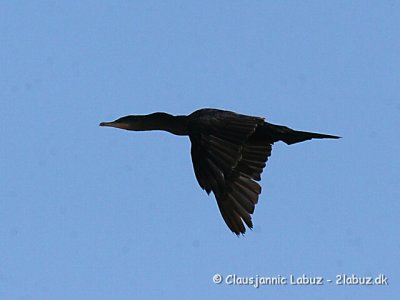 Olivenskarv / Neotropic Cormorant