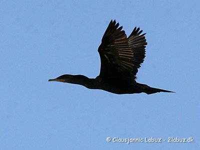 Olivenskarv / Neotropic Cormorant - Cuba