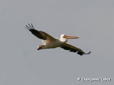 White Pelican / Hvid Pelikan