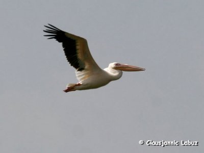 White Pelican / Hvid Pelikan