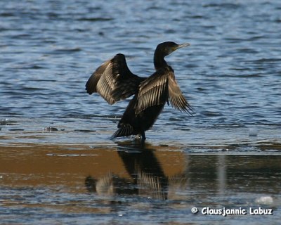 Seabirds & Cormorants
