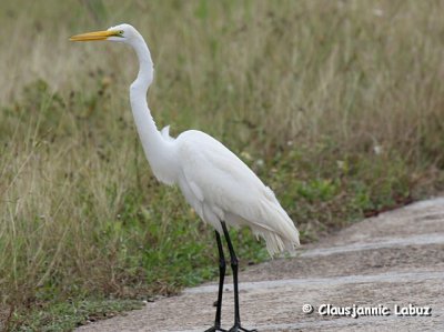 American Great White Egret / Amerikansk Sølvhejre