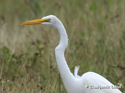 Great White Egret / Amerikansk Sølvhejre