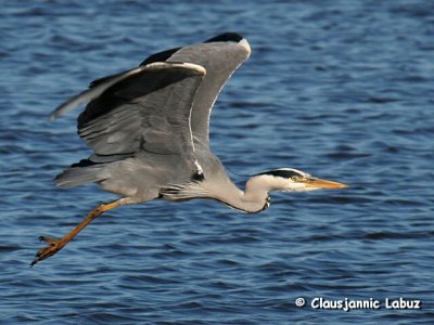 Grey Heron / Fiskehejre