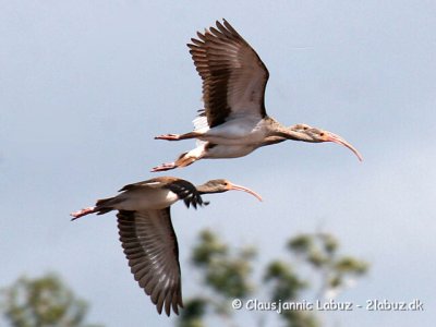 White Ibis / Hvid Ibis