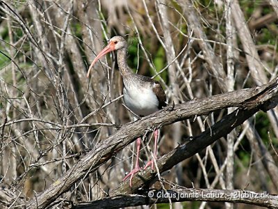 White Ibis / Hvid Ibis