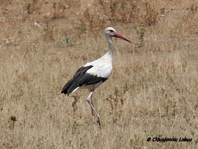White Stork / Hvid Stork