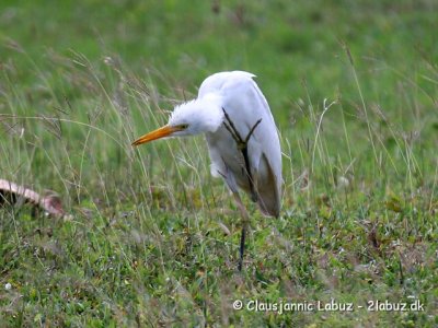 Cattle Egret / Kohejre
