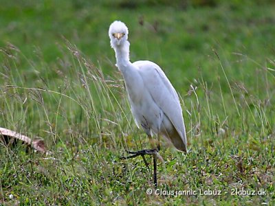 Cattle Egret / Kohejre