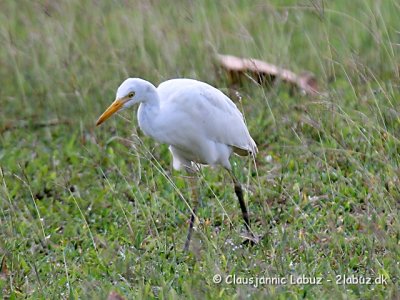 Cattle Egret / Kohejre