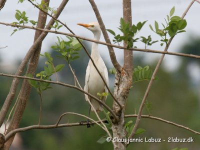 Cattle Egret / Kohejre