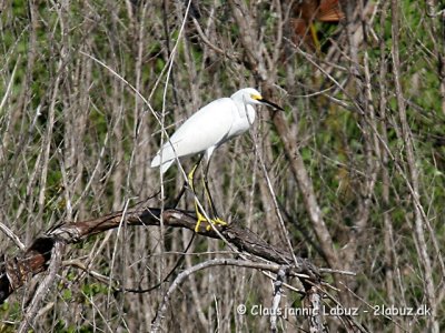 Snowy Egret / Snehejre