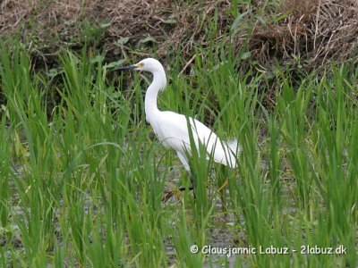 Snowy Egret / Snehejre