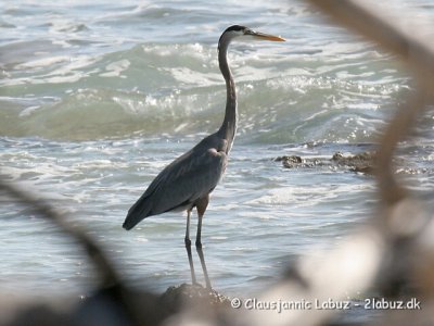 Great Blue Heron / Stor Blåhejre