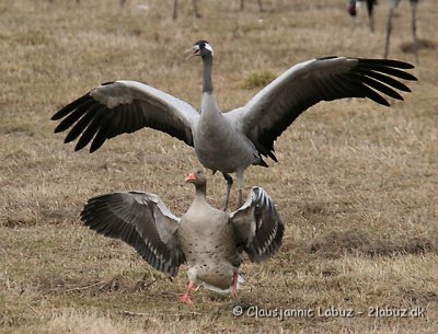 Common Crane / Trane