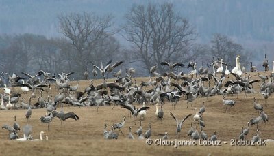 Common Crane / Trane