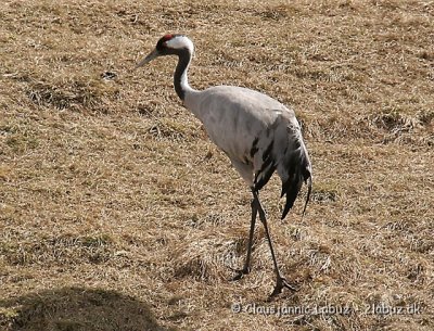 Common Crane / Trane