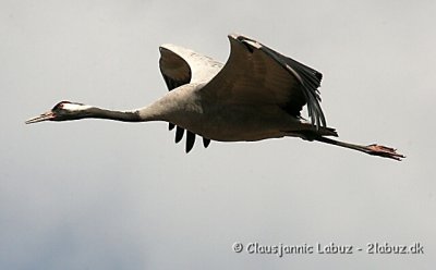 Common Crane / Trane