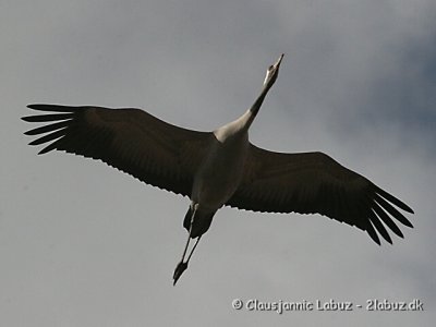 Common Crane / Trane