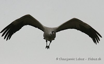 Common Crane / Trane