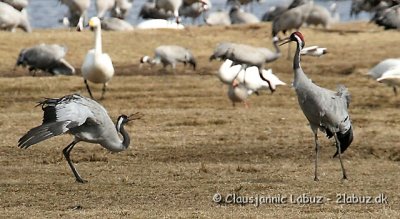Common Crane / Trane