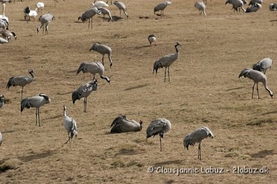 Common Crane / Trane
