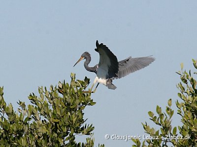 Tricolored Heron  / Trefarvet Hejre