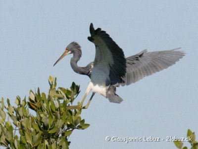 Tricolored Heron  / Trefarvet Hejre