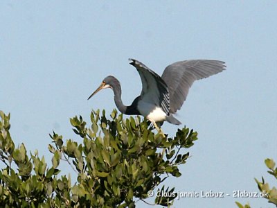 Tricolored Heron  / Trefarvet Hejre