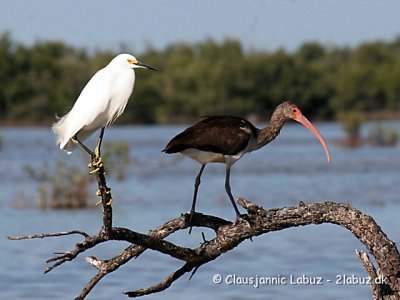 White Ibis and Snowy Egret / Hvid Ibis og Snehejre